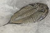 Dalmanites Trilobite Fossil - New York #99028-3